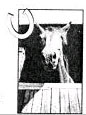 Hacking & Lessons - Young & Problem Horses Schooled - Pony Club Approved - ABRS Approved